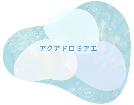 アクアドロミアエ