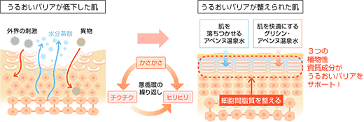 細胞間脂質とは Avene